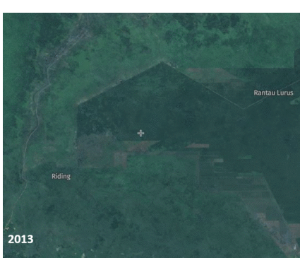 Tutupan lahan Desa Riding tahun 2013-2019 terlihat semakin berkurang ©Pantau Gambut