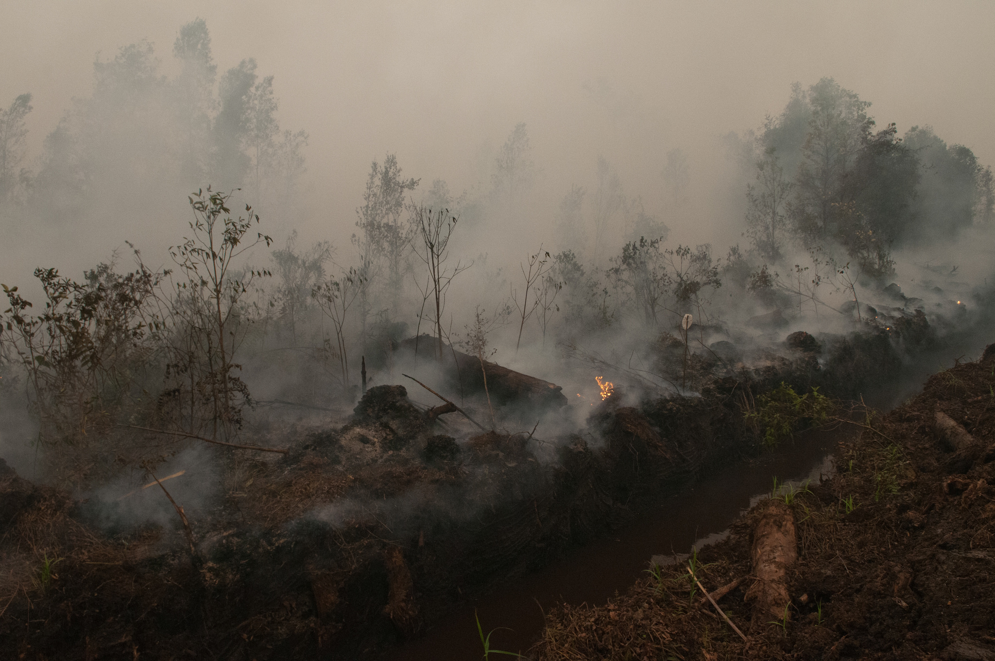 Kebakaran 2015 akibatkan banyak kerugian bagi masyarakat dan negara. © CIFOR