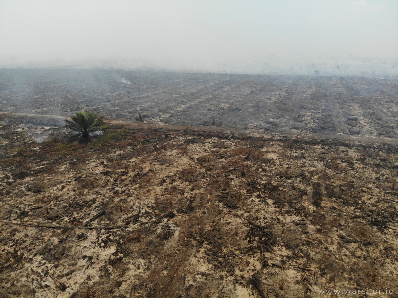 Lahan gambut konsesi PT ATGA kembali terbakar pada 2019. ©KKI-Warsi