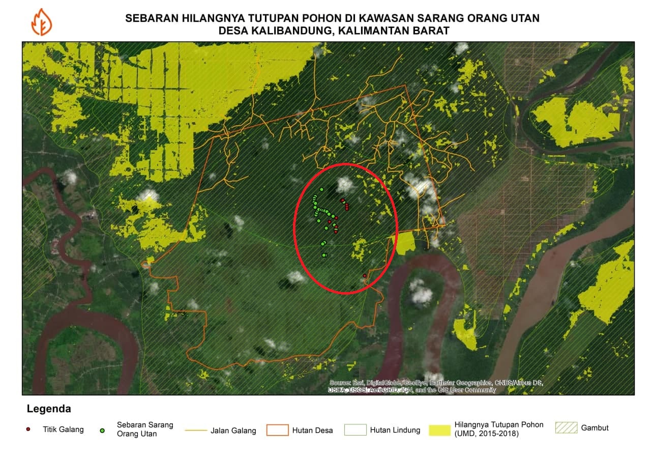 Map of orangutan distribution in Kalibandung. © Jari Indonesia West Borneo,2020 (data processed by Pantau Gambut)