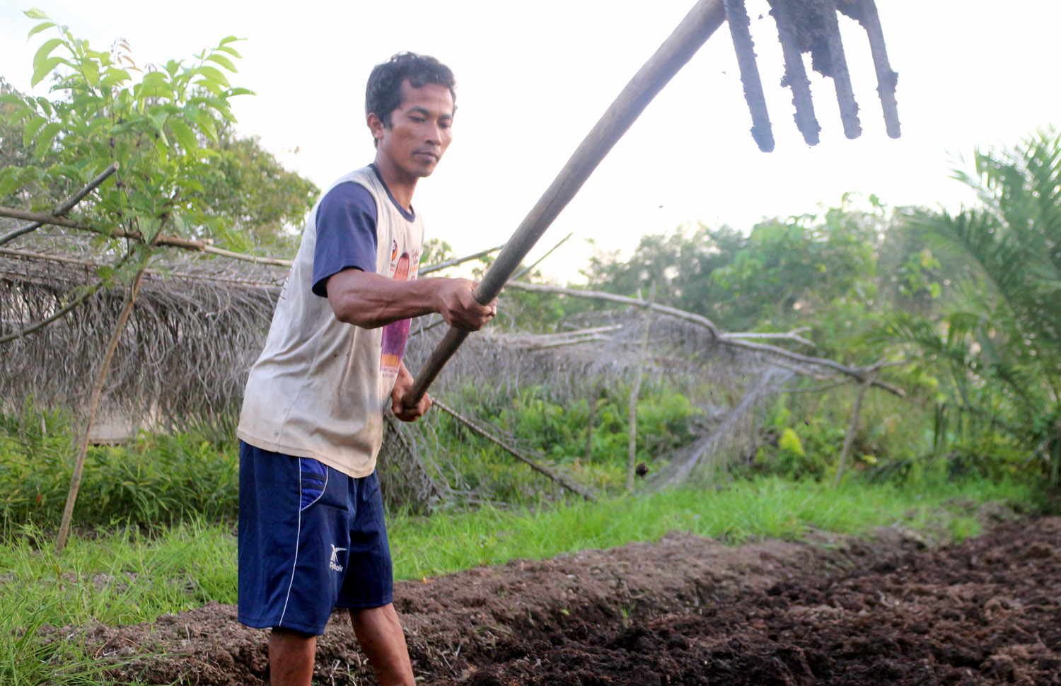 Subairi mempersiapkan lahan untuk ditanami jahe ©Aries Munandar untuk Pantau Gambut