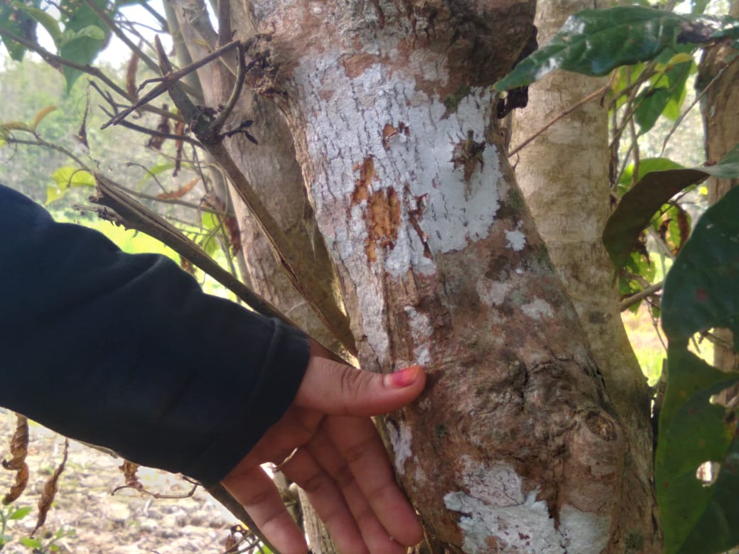 Batang pohon Bangkal dapat dijadikan sebagai sumber pewarna alami ©Donny Muslim