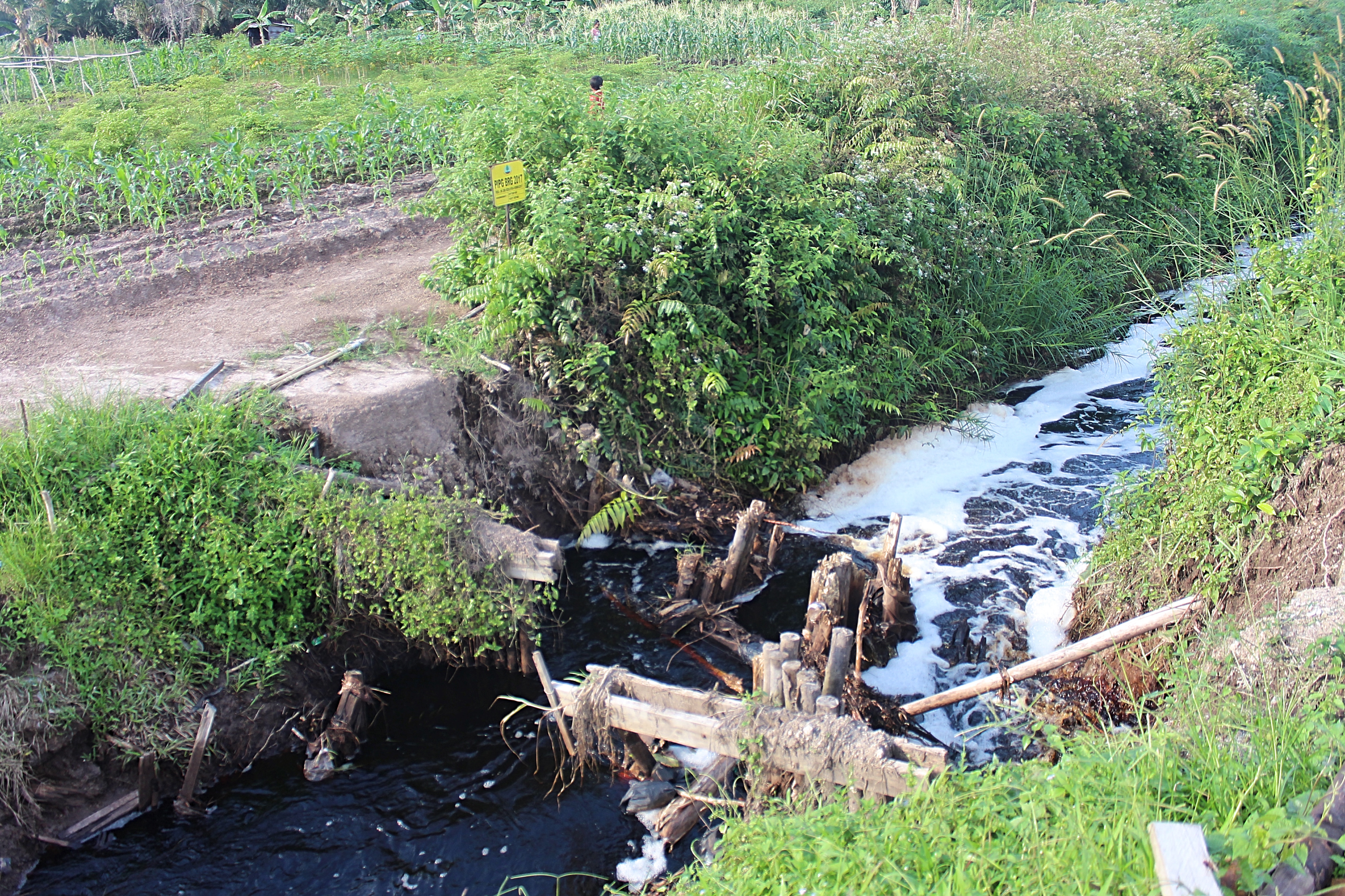 Salah satu sekat kanal rusak di Kelurahan Teluk Makmur, Dumai, Riau. ©Romes Irawan Putra/Kaliptra Andalas
