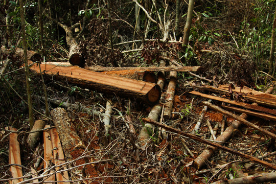 Foto ini adalah dokumentasi kebakaran gambut pada 2015 di wilayah Jambi. Kanalisasi menjadi salah satu sebab keringnya lahan gambut sehingga mudah terbakar. ©Feri Irawan/Perkumpulan Hijau