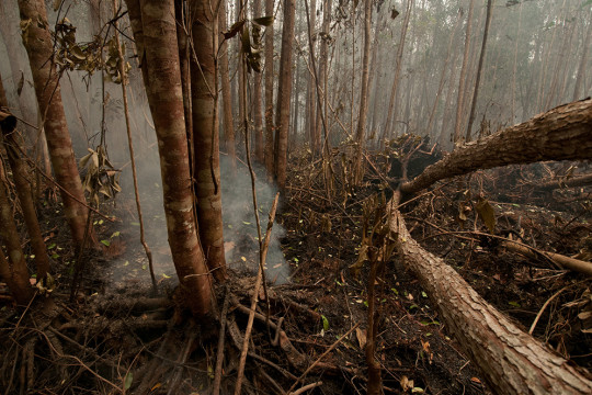 Kebakaran area konsesi PT. Mega Anugerah Sawit ©Yitno Suprapto