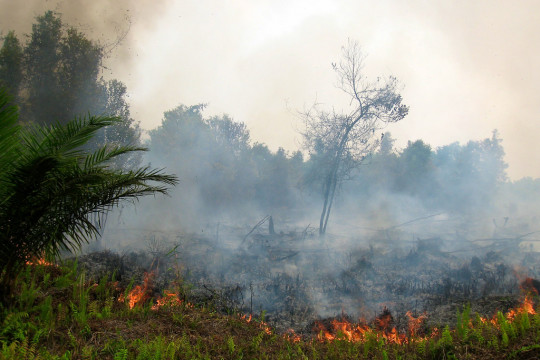 ©Rini Sulaiman/CIFOR