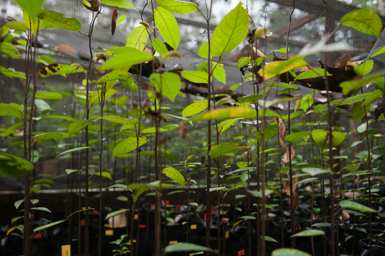 Penanaman akasia di areal bekas terbakar ©Pantau Gambut