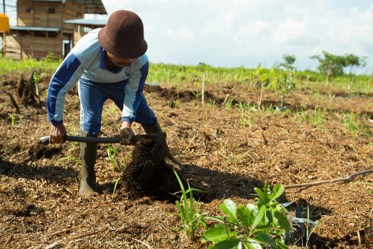 Seorang petani sedang mengolah lahan gambut untuk dijadikan lahan usaha produktif © Mokhamad Edliadi/CIFOR
