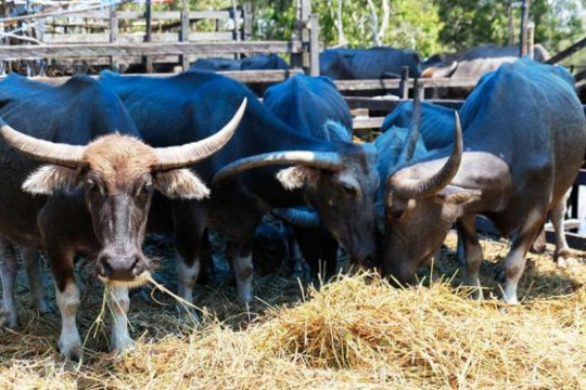 Kerbau kalang (kerbau rawa) © Budi Kurniawan