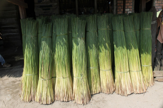 Purun dijadikan sebagai bahan dasar untuk kerajinan anyaman oleh warga Pedamaran ©Ibrahim