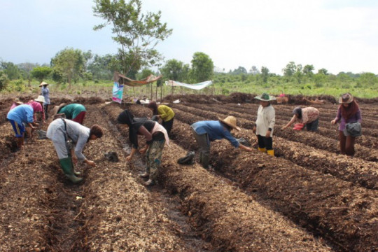 Petani dari Kelompok Perempuan di Desa Parit I/II dan Desa Sungai Kayu Ara mengolah lahan gambut untuk tanam bawang. Kredit Foto © Riau Women Working Group