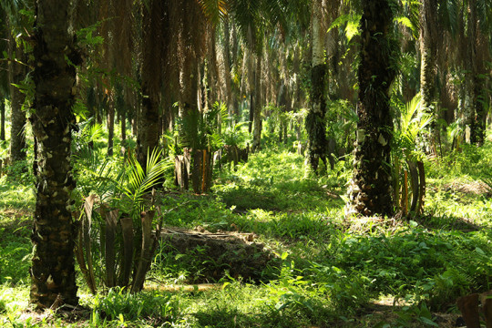 Foto panoramik gambut di Lebak Lebung, Ogan Komering Ilir, Sumatera Selatan. © Muki Wicaksono/Epistema Institute