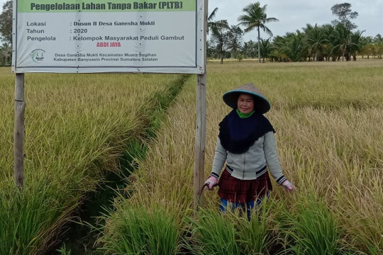 Robani, petani Desa Serdang Menang, Ogan Komering Ilir, Sumatra Selatan membungkus gabah hasil panen, Sabtu, 5 Oktober 2020. © Ibrahim Arsyad