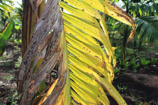 Kredit Foto © Pantau Gambut