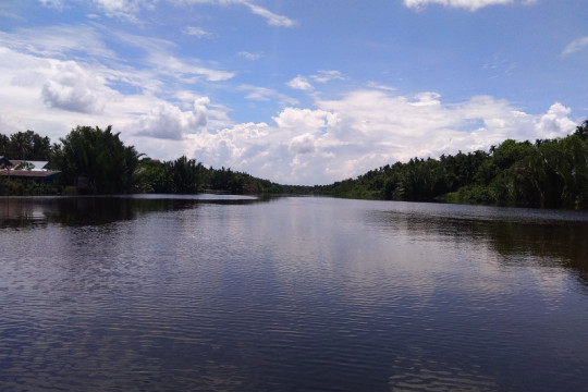 Pohon Nipah tumbuh subur di sepanjang Sungai Mendahara, di Desa Sungai Beras, Kecamatan Mendahara Ulu, Kabupaten Tanjung Jabung Timur ©Yitno Suprapto untuk Pantau Gambut
