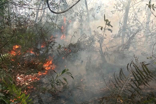 Kabakaran di wilayah Kelurahan Teluk Makmur, Medang Kampai, Dumai, Riau. ©Romes Irawan Putra/Kaliptra Andalas