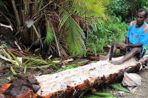 Salah satu proses yang perlu dilakukan setelah pohon sagu ditebang adalah mencacah inti batang menjadi serpihan kecil dengan alat yang disebut pangkur. © Raras Cahyafitri / WRI