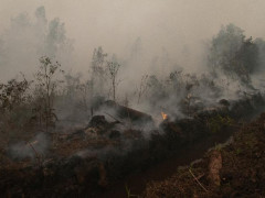 Gambut Terusik, Masyarakat Ikut Terisak. Foto: CIFOR
