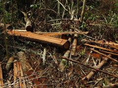 Foto ini adalah dokumentasi kebakaran gambut pada 2015 di wilayah Jambi. Kanalisasi menjadi salah satu sebab keringnya lahan gambut sehingga mudah terbakar. ©Feri Irawan/Perkumpulan Hijau