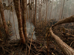 Kebakaran area konsesi PT. Mega Anugerah Sawit ©Yitno Suprapto