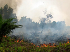 ©Rini Sulaiman/CIFOR