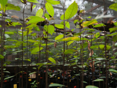 Penanaman akasia di areal bekas terbakar ©Pantau Gambut