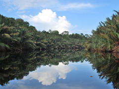 Menurut data Balai Besar Sumber Daya Lahan Pertanian (BBSDLP), Indonesia memiliki lahan gambut seluas 14,9 juta hektar. Namun, sebagian besar lahan ini sudah terdegradasi. ©CIFOR