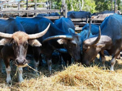 Kerbau kalang (kerbau rawa) © Budi Kurniawan