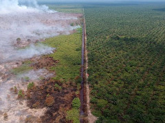 Foto udara lahan perkebunan kelapa sawit milik salah satu perusahaan (kanan) dan kebakaran lahan gambut (kiri) Kumpeh Ulu, Muarojambi, Jambi, Selasa, 30 Juli 2019. © ANTARA/Wahdi Septiawan