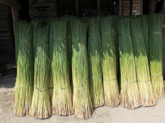 Purun dijadikan sebagai bahan dasar untuk kerajinan anyaman oleh warga Pedamaran ©Ibrahim