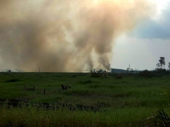 Kebakaran hutan dan lahan di Desa Tanjung Sari, Indragiri Hulu © Zamzami