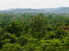 Hutan di Papua. © Mokhamad Edliadi/CIFOR