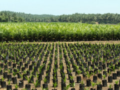 Pembibitan kelapa sawit di dekat Bengkulu, Sumatra. © WRI