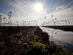 Pemandangan hutan yang hancur di konsesi PT Ruas Utama Jaya (RUJ) © Ulet Ifansasti / Greenpeace
