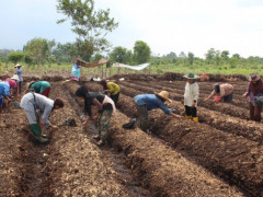 Petani dari Kelompok Perempuan di Desa Parit I/II dan Desa Sungai Kayu Ara mengolah lahan gambut untuk tanam bawang. Kredit Foto © Riau Women Working Group