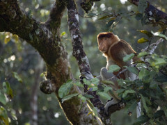 ©Ardiles Rante - HKV/Pantau Gambut