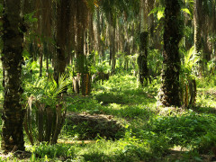 Foto panoramik gambut di Lebak Lebung, Ogan Komering Ilir, Sumatera Selatan. © Muki Wicaksono/Epistema Institute
