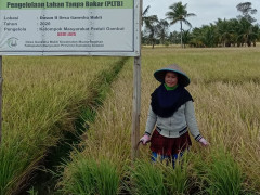 Robani, petani Desa Serdang Menang, Ogan Komering Ilir, Sumatra Selatan membungkus gabah hasil panen, Sabtu, 5 Oktober 2020. © Ibrahim Arsyad 