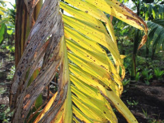 Kredit Foto © Pantau Gambut