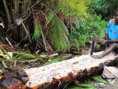 Salah satu proses yang perlu dilakukan setelah pohon sagu ditebang adalah mencacah inti batang menjadi serpihan kecil dengan alat yang disebut pangkur. © Raras Cahyafitri / WRI