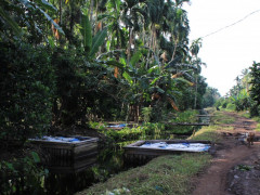 Sekat Kanal di Desa Sungai Terap, Betara, Tanjung Jabung Barat, Jambi. © Pantau Gambut