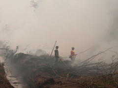 Laporan Tahunan Pantau Gambut 2017