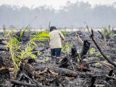 © Ardiles Rante / Greenpeace