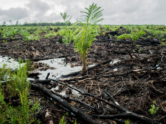 © Ardiles Rante / Greenpeace