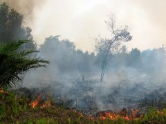 ©Rini Sulaiman/CIFOR