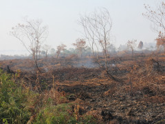 Kebakaran hutan dan lahan di Aceh Barat ©Apel Green Aceh