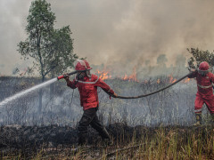 © Al Zulkifli / Greenpeace