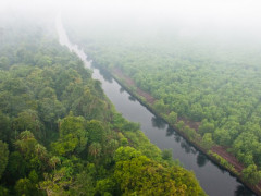 Ekosistem gambut di Riau © CIFOR