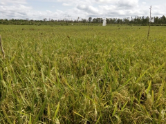 Pertanian tanpa bakar di lahan gambut dangkal. Lokasi di Desa Sebangau Jaya, Kecamatan Sebangau Kuala, Kabupaten Pulang Pisau, Provinsi Kalimantan Tengah. ©Eli Nur Nirmala Sari