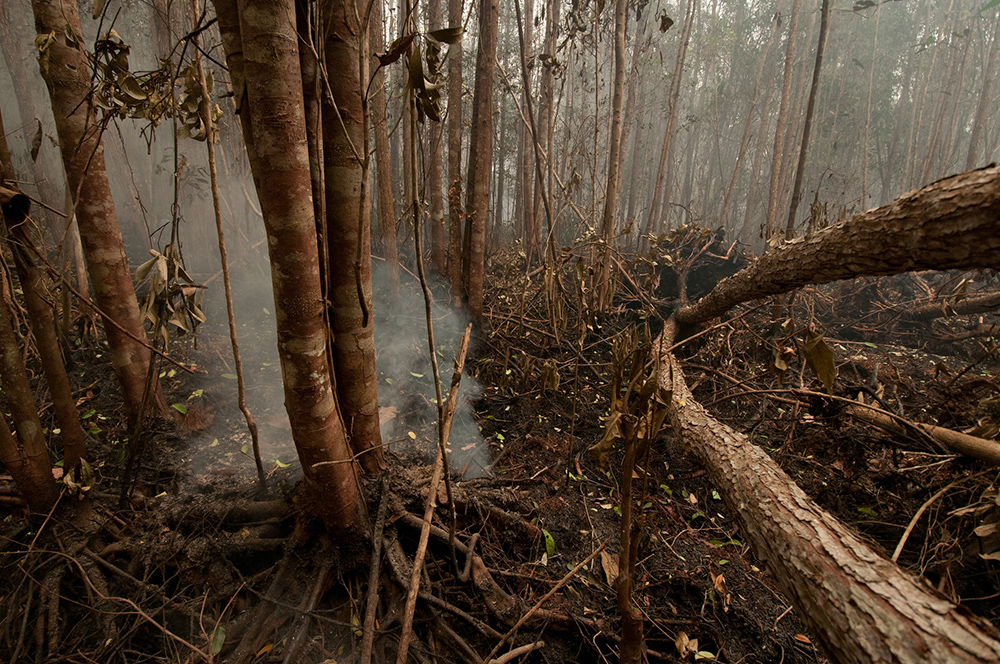 Perusahaan Biang Kebakaran Hutan Dihukum Denda Miliaran
